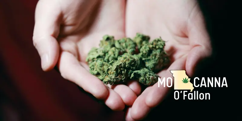 Learn how 'cheap' cannabis can cost you big in the long run.